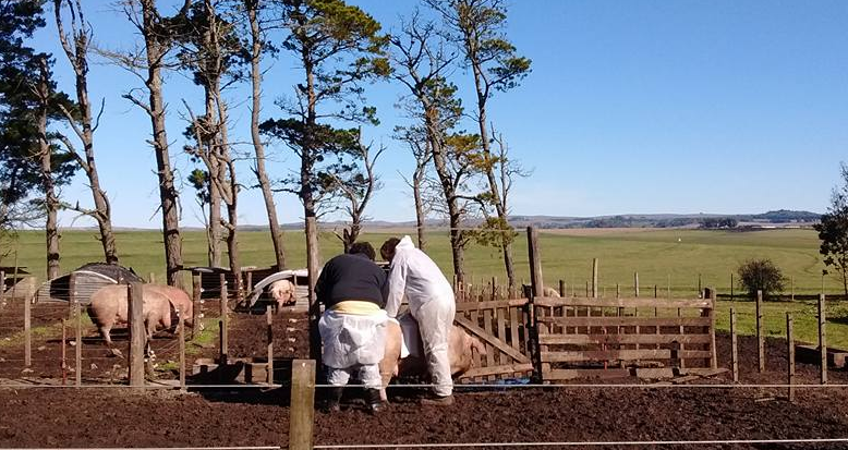 Productores porcinos se reunieron y evaluaron el estado preocupante del sector