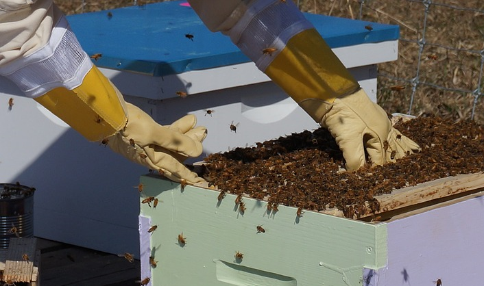 La Secretaría de Desarrollo Económico Local brindará un curso de apicultura a para emprendedores