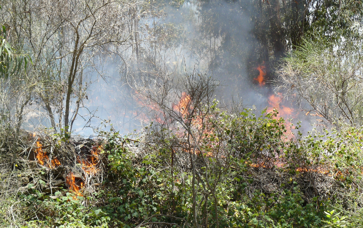 Incendio se desarrolla a metros de las casas del Parque del Bicentenario