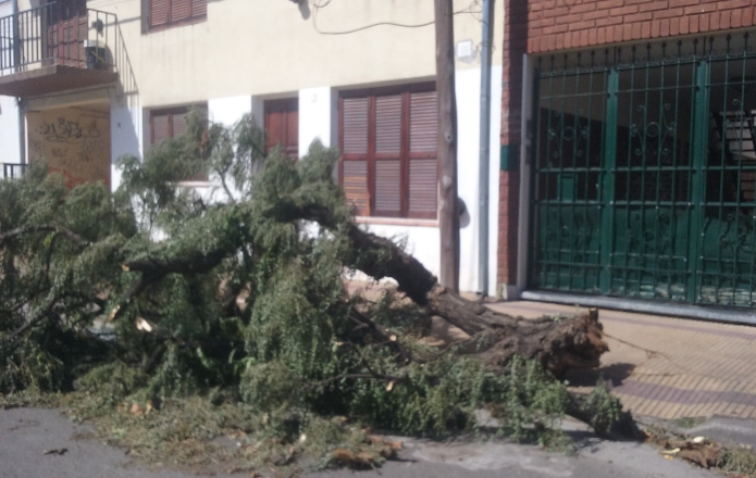 El viento del viernes tiró un árbol en calle Alem, y el Municipio todavía no lo levantó