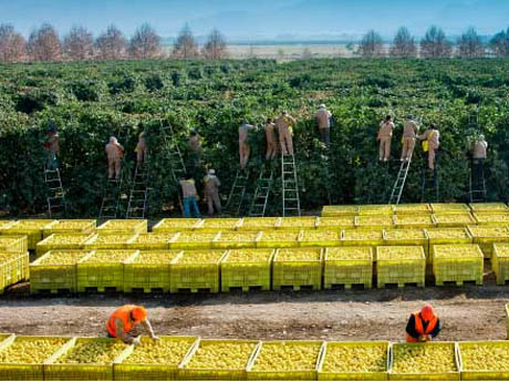 Tras reunión con Trump, EEUU confirmó que habilita el ingreso de limones argentinos