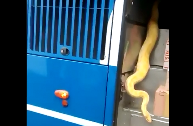 Video: Encontraron una enorme serpiente en un micro de larga distancia en la terminal de Tandil