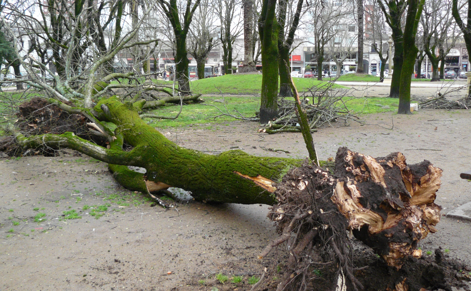 Árboles y carteles caídos y calles anegadas fue el saldo del temporal