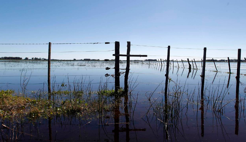 Más de la mitad de los campos sembrados con trigo en la Provincia bajo el agua