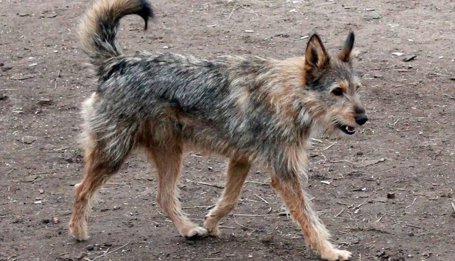 Tandil, desde hoy castrarán a los perros que circulen solos por la vía pública