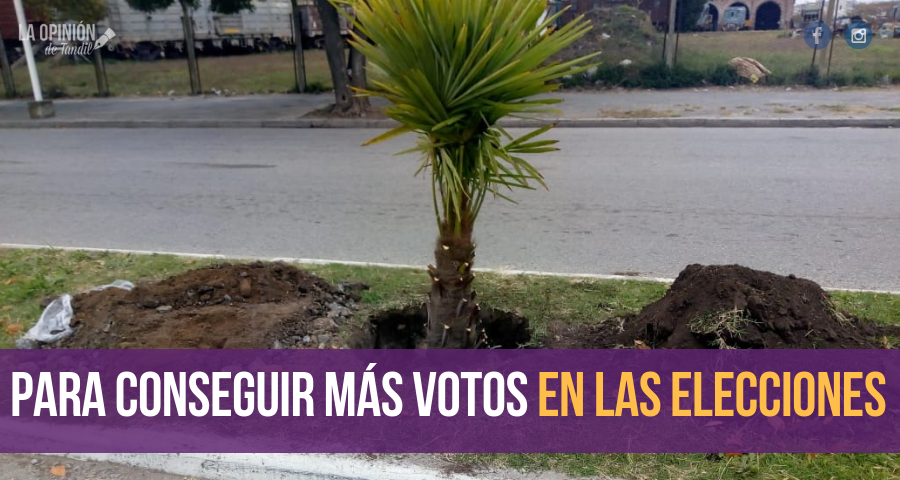 Ahora Lunghi les agrega palmeras a los boulevares