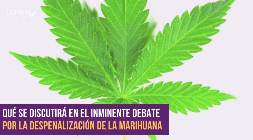 Cannabis: los modelos posibles de la regulación