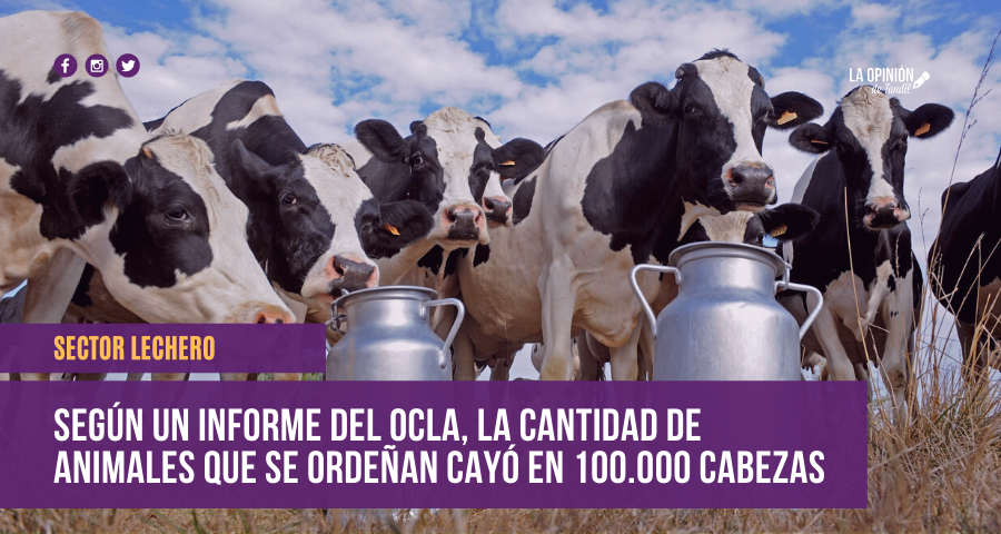 El campo en la era Macri: cerraron casi 1000 tambos en 2019