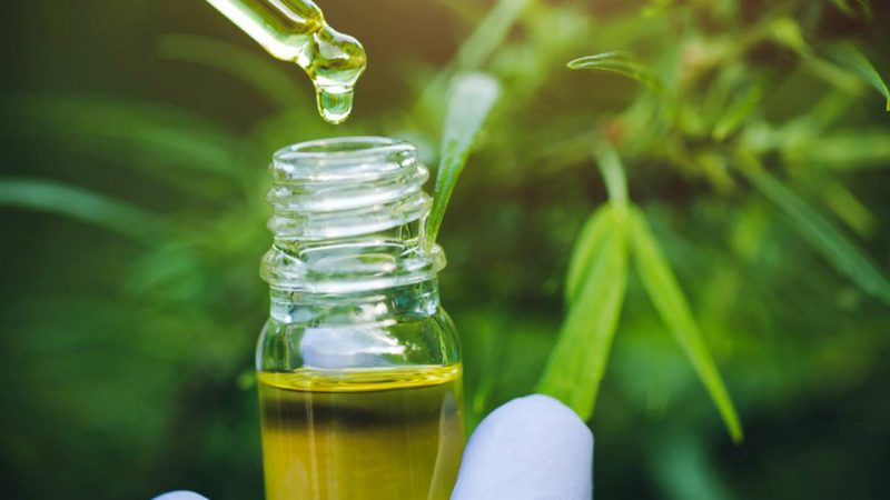El gobierno impulsará la producción de cannabis medicinal