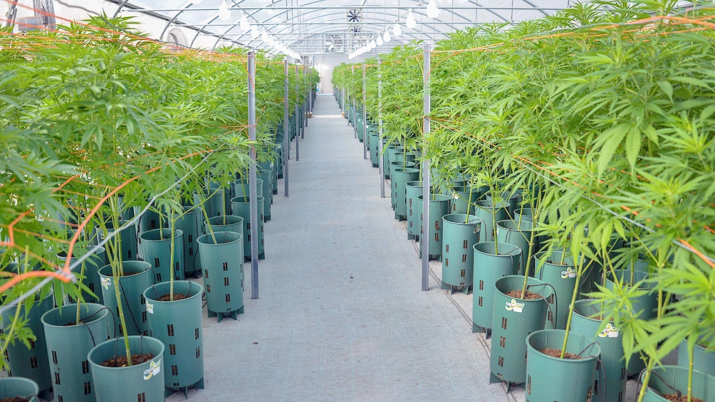 Kulfas: “El cannabis puede tener un gran desarrollo exportador”