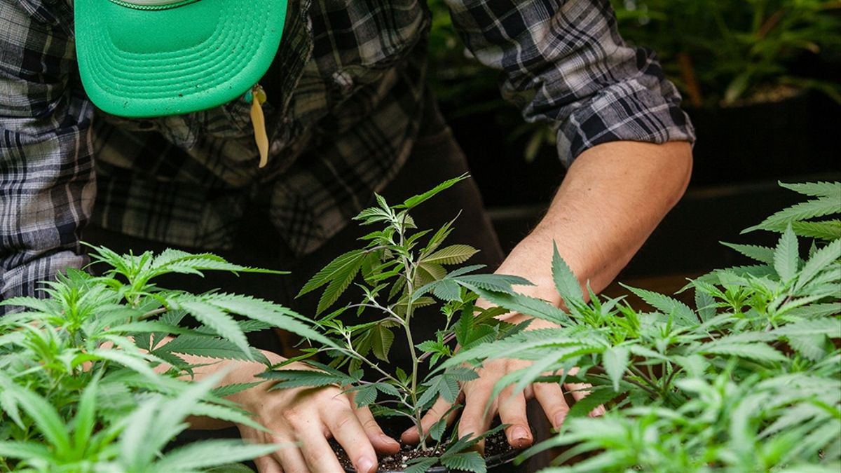 Se presentó en el Senado el proyecto para regular la industria del cannabis: en qué consiste