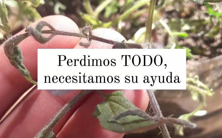 Agroecología: «El Ama Huertas» vive una situación desesperante por un herbicida volátil que arruinó sus plantines