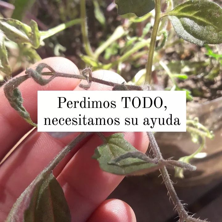 Agroecología: «El Ama Huertas» vive una situación desesperante por un herbicida volátil que arruinó sus plantines