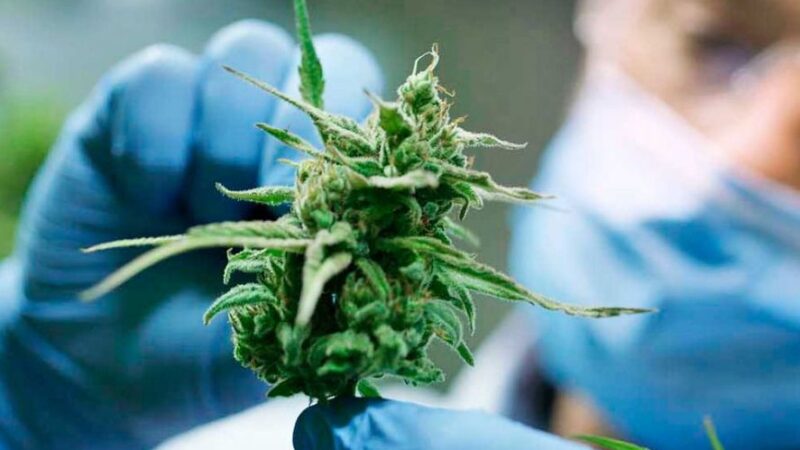 El Gobierno aprobó el estudio del cultivo de cannabis