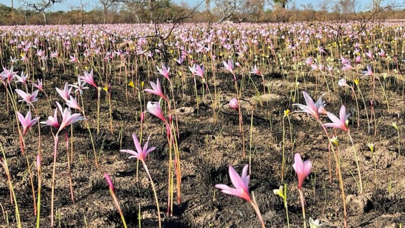 Incendios en Corrientes: En los Esteros del Iberá crecieron flores entre las cenizas y las lluvias fueron celebradas por todo el país