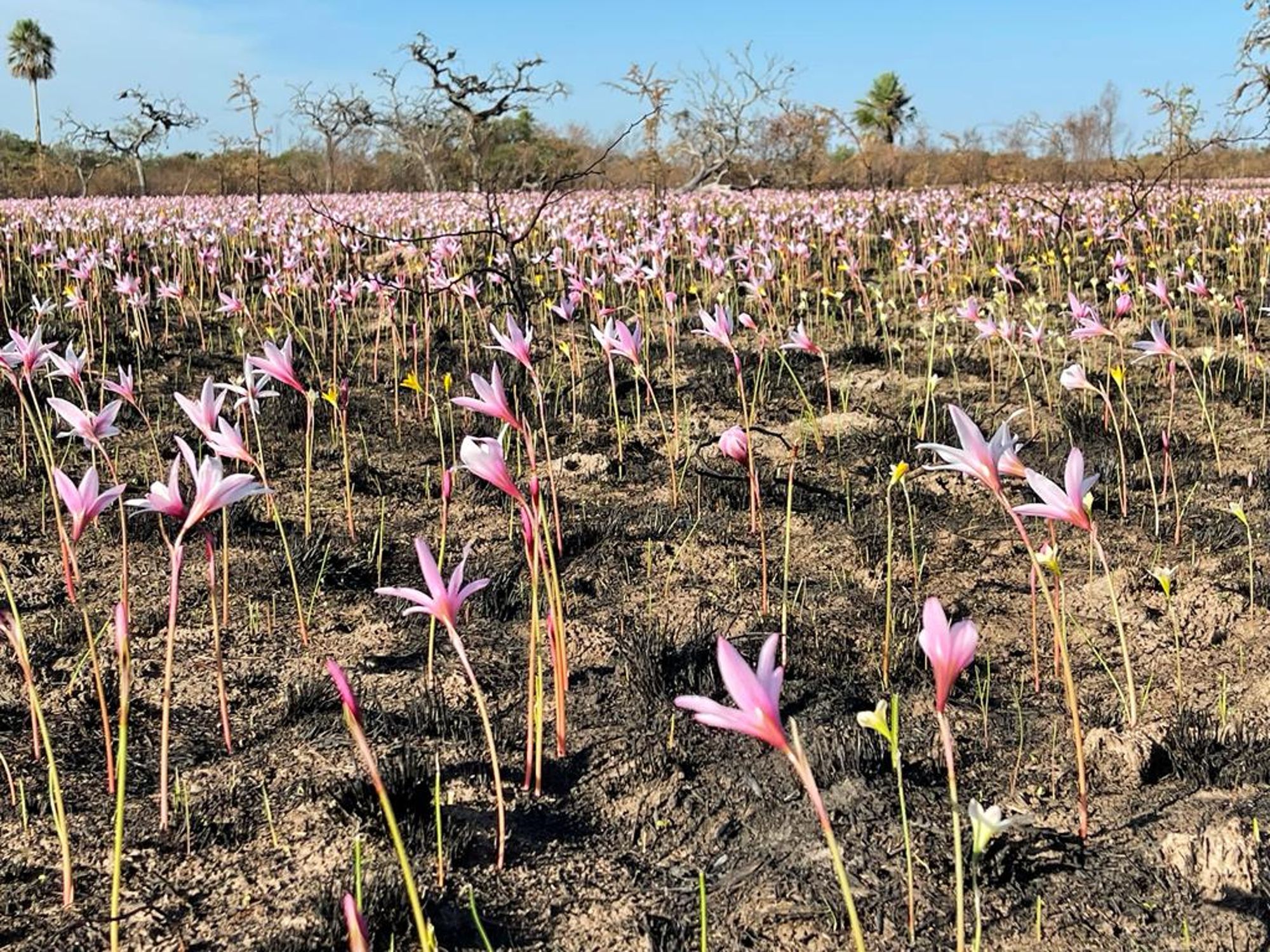 Incendios en Corrientes: En los Esteros del Iberá crecieron flores entre las cenizas y las lluvias fueron celebradas por todo el país