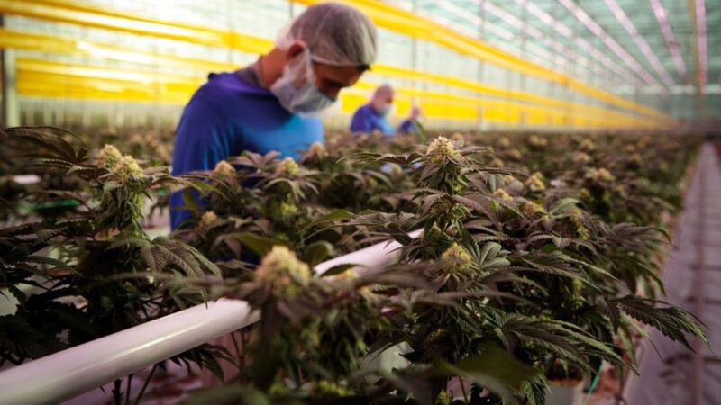 Argentina será sede del II Congreso Internacional de Cannabis y Cáñamo, una industria que promete producción a gran escala y generación de empleo