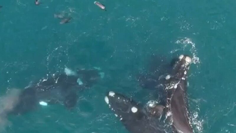 Fabuloso espectáculo natural de ballenas y lobos marinos en la costa de Necochea, uno de los virales de la semana