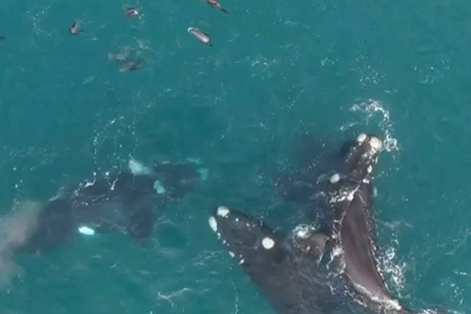 Fabuloso espectáculo natural de ballenas y lobos marinos en la costa de Necochea, uno de los virales de la semana