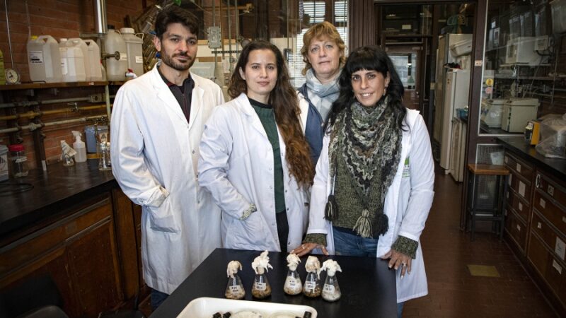 Contaminación ambiental: investigadoras argentinas hallaron hongos que descontaminan las colillas de los cigarrillos