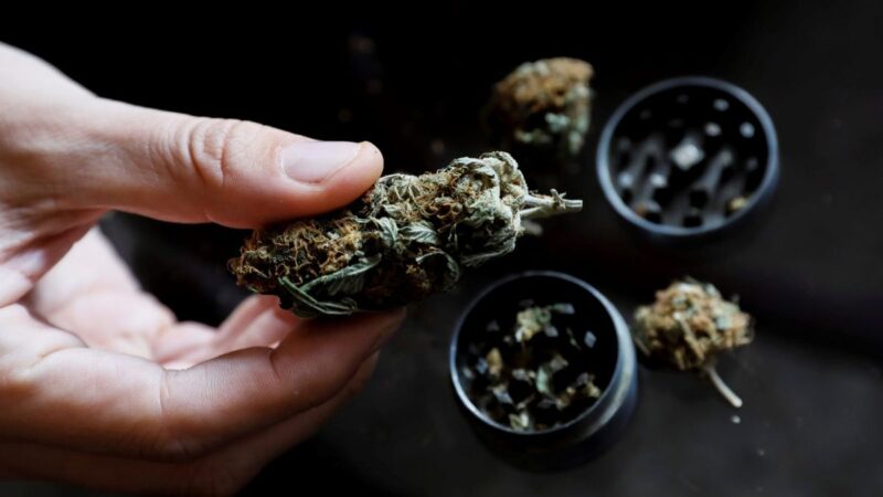 Un dato que rompe un mito: solo el 2% de las personas que utilizan cannabis también consumen drogas duras