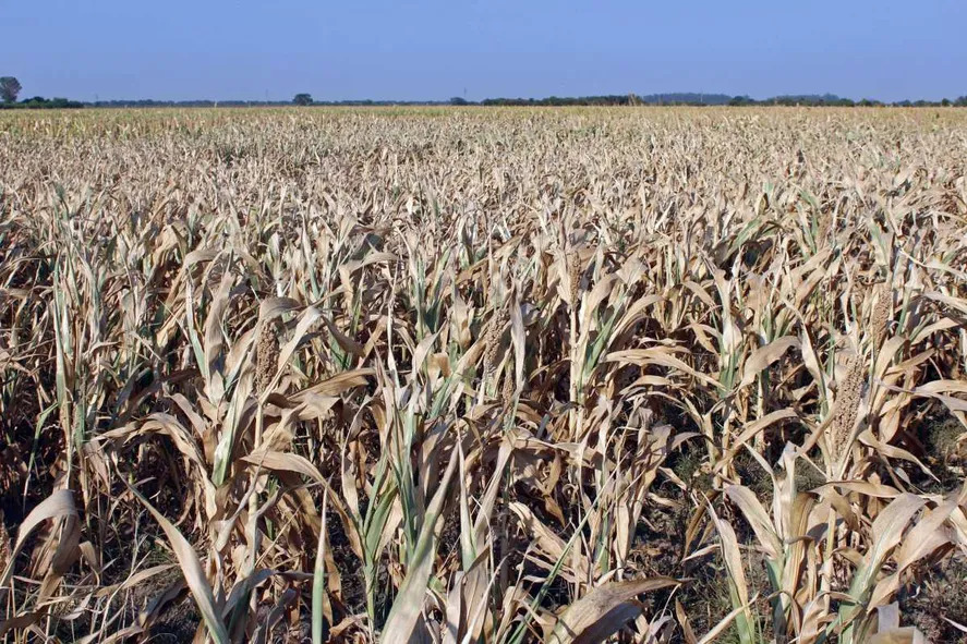 La Provincia declaró a Tandil junto a otros 32 municipios en estado de emergencia agropecuaria por sequía