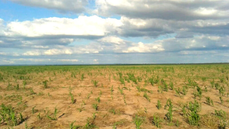 La sequía en el campo argentino es la peor desde que comenzó el nuevo siglo