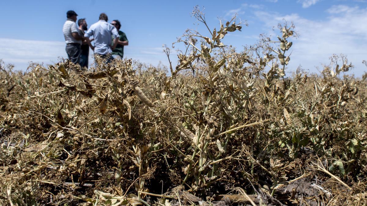 Un estudio científico afirma que las altas temperaturas provocadas por el cambio climático potencian el impacto de la sequía en el campo