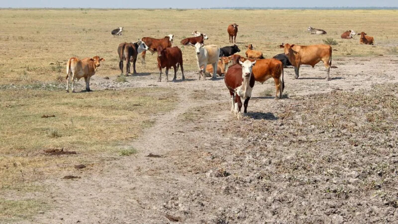 Por la sequía, lanzan créditos por 4.500 millones para el campo