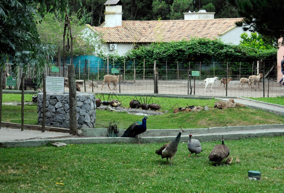 Insólita propuesta del Municipio ante el pedido de ayuda económica del Centro de Rescate de Fauna Silvestre: «nos ofrecieron planes sociales para gente en estado de vulnerabilidad»