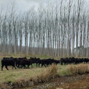 Desarrollo sostenible: los árboles vuelven a ser la tecnología de punta para revolucionar la ganadería bonaerense