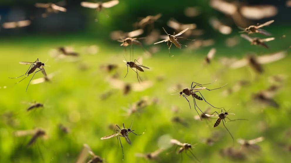 Invasión de mosquitos en toda la ciudad: de los pedidos de fumigación a la suba de los repelentes