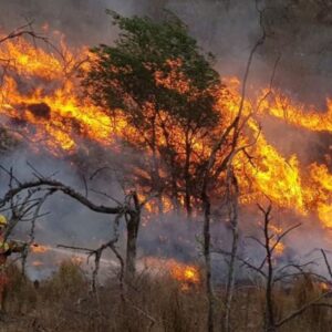 La Argentina que se quema: 8.400 hectáreas de bosque nativo arrasadas a causa de incendios